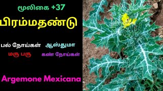 பிரம்மந்தண்டு செடிArgemone Mexicanapirammathandu herb [upl. by Dlarej]