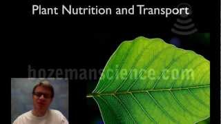 Plant Nutrition and Transport [upl. by Aisa]