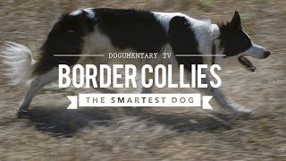 BORDER COLLIE THE WORLDS SMARTEST DOGS [upl. by Ciprian]