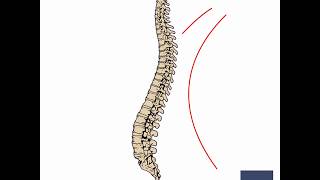 The Multifidus Muscle [upl. by Longawa]