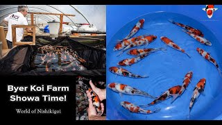 Byer Koi Farm Showa Selection  The New Koi Magazine [upl. by Elbert]