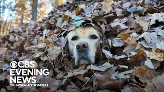 Maine familys dogs spread autumn joy by jumping in leaf piles [upl. by Eyanaj870]