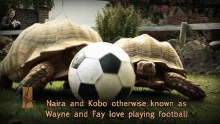 Paignton Zoo  Tortoises playing football [upl. by Raynah]