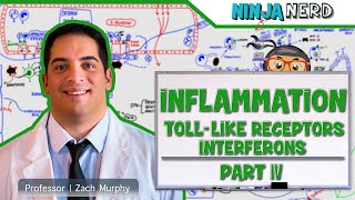 Immunology  Inflammation Toll Like Receptors and Interferons Part 4 [upl. by Alysoun]