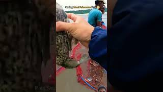 🐡OMG poisonous pufferfish but precious 🥺 shorts trending yt ytshorts poisonousanimals viral [upl. by Nrehtac]