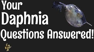 Daphnia Questions Answered [upl. by Tirb]