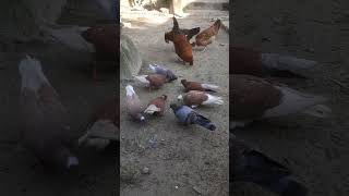 pigeons and chickens is eating in yard nicely  domestic Birdsopen rearing very natural [upl. by Eremehc]