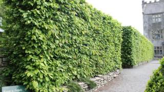 A focus on Hornbeam hedging All you need to know about Carpinus betulus [upl. by Wyler]