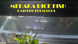 Medaka Rice Fish hatched from eggs [upl. by Doran]