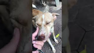 So cute doggy🐈shortvideo dog dogticks doglover [upl. by Rhonda]