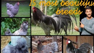 15 amazing chicken blue breeds you will love to make pet [upl. by Duggan898]