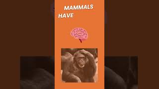 What is a mammal Animal Classification  Characteristics of a Mammal animaladaptations [upl. by Auqenes]