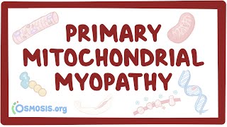 Primary mitochondrial myopathy  causes symptoms diagnosis treatment pathology [upl. by Till767]