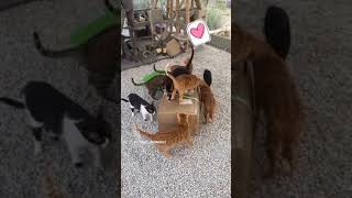 OUR RESCUED CATS ARE BUILDING THE NEW CAT TREE ❣️For adoption please email infojuttashelterorg [upl. by Bondon62]