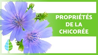 BIENFAITS de la CHICORÉE 💚 PROPRIÉTÉS comment en CONSOMMER et Contreindications [upl. by Erving]