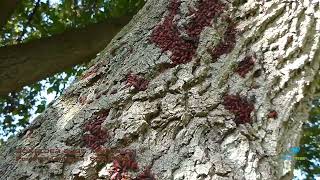 Boxelder Bugs in Boxelder Tree in Milton ON [upl. by Eenattirb]