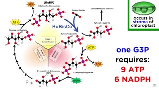 Photosynthesis Light Reactions and the Calvin Cycle [upl. by Ojyllek]