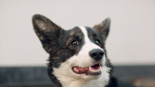 Preparing a Cardigan Welsh Corgi for a Dog Show [upl. by Esilrac]