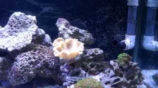 125 Gallon Reef Aquarium Setup 19 159 Days Running [upl. by Yrbua]