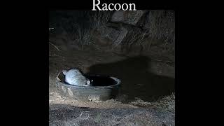 A racoon at the water tank racoon wildlife nature [upl. by Margot694]