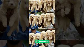 Pomeranian puppies sale  pom for sale  Spitz sale kerala  home delivery available  pom sale [upl. by Ayadahs]