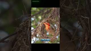 The Art of Nest Building nest birds nature wildlife facts [upl. by Bret]