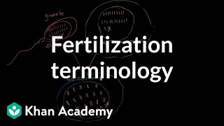 Fertilization terminology gametes zygotes haploid diploid  MCAT  Khan Academy [upl. by Esyle]