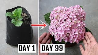 How to Grow Hydrangeas in Pots  Feeding Pruning and Complete Care Guide [upl. by Mccready]