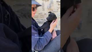 PUPPY LOVE Thanks Nina for making our puppies feel special❣️ For adoption infojuttashelterorg [upl. by Cyb]