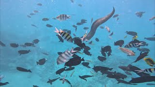 SNORKELING IN HURGHADA Egypt 4K redsea gopro11 [upl. by Esten214]