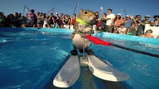 GoPro Twiggy the Waterskiing Squirrel [upl. by Malda]