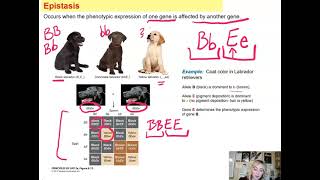 Genetics Unit Epistasis [upl. by Hughmanick]