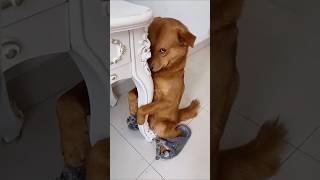 Funny dog funny video episode 95 [upl. by Palla]