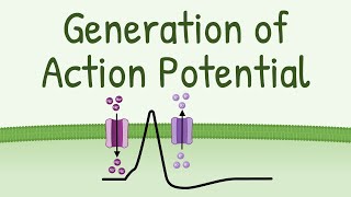 Generation of Action Potential  How Action Potential is Generated in neurons muscles etc [upl. by Newfeld]