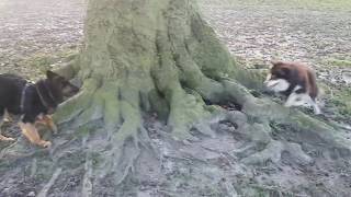 Chodsky PesBohemian Shepherd amp Finnish Lapphund playing [upl. by Jany]