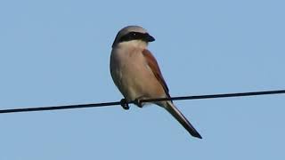 Shrike shrikes сорокопут [upl. by Anelem]