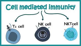 cell mediated immunity  cell types and effector response [upl. by Gesner]