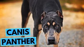 Canis Panther Dog Breed  TOP 10 Interesting Facts [upl. by Azilanna]