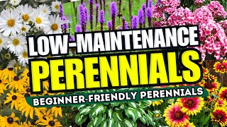 😍 Top 10 LowMaintenance Perennial Flowers ANYONE Can Grow  BeginnerFriendly 🌼💪 [upl. by Aniham]