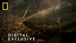 The African Lungfish  National Geographic UK [upl. by Anerroc]