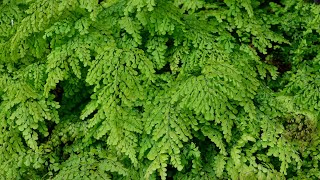 Himalayan Maidenhair Fern Adiantum venustum [upl. by Iffar24]