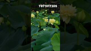 Linting chun ai lotus flower tubers available yellowlotusshotrsshortsfeedtrendingviralvideo [upl. by Dnilasor]