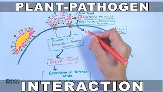 Plant Pathogen Interaction  Signalling [upl. by Anderea]