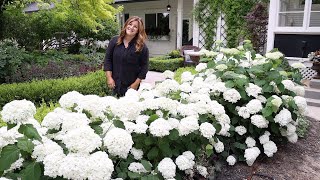 4 Year Update on Our Incrediball Hydrangea Hedge 🌿 [upl. by Ahidam]