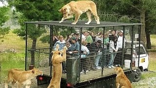 10 MOST STUNNING ZOOS IN THE WORLD [upl. by Wilow288]