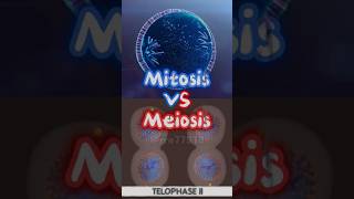 Mitosis VS Meiosis GCSE [upl. by Otreblif]