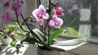 Phalaenopsis orchid Care [upl. by Nylorac]