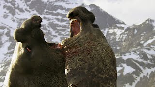 Battle Between Two Bull Elephant Seals  4K UHD  Seven Worlds One Planet  BBC Earth [upl. by Dorcy]