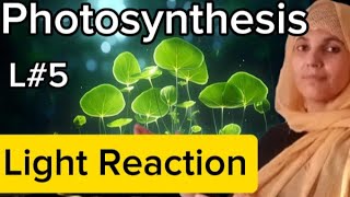 Plant physiologyL5photosynthesisLight ReactionZ scheme cyclic and non cyclic reaction [upl. by Lossa]