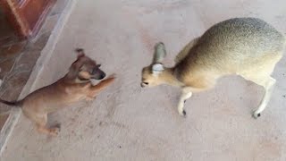 Okutala Klipspringer amp Dogs Play [upl. by Corsetti]